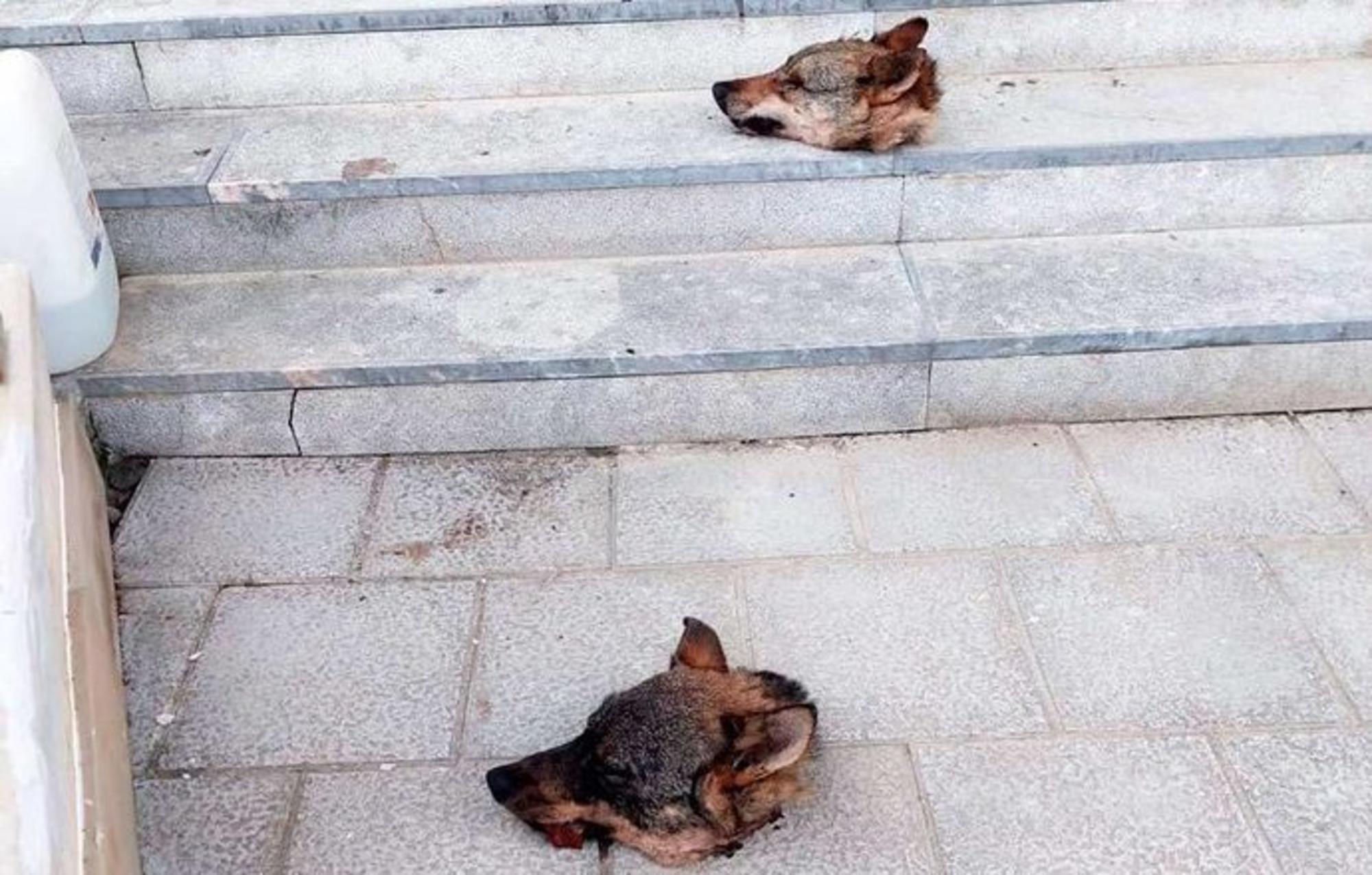 cabezas lobo asturias